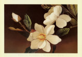 Magnolia Noir