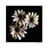 Buy Three Black-Eyed Susans at AllPosters.com