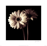 Buy Gerber Daisies I at AllPosters.com