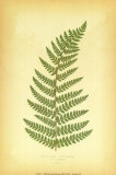 Fern V