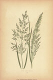 Buy Grasses III at AllPosters.com