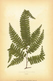 Buy Fern II at AllPosters.com