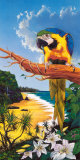 Buy Macaw Cove at AllPosters.com