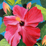 Pink Hibiscus