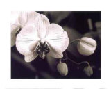 Buy Orchid Simplicity at AllPosters.com