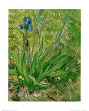 Buy The Iris at AllPosters.com