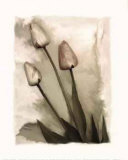 Tulips II