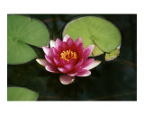 Buy Pond Flower at AllPosters.com