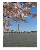 Washington in Pink