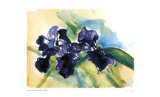 Dark Wax Iris