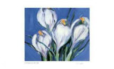 Crocus Blue
