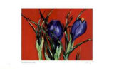 Red Crocus