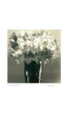 Buy Daffodils at AllPosters.com