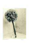 Buy Floral #2 at AllPosters.com