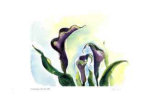 Calla Lilies