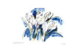 White Crocus