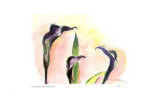 Calla Lilies / Pink