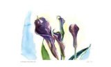 Calla Lilies / Blue