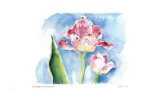 Very Pink Tulip