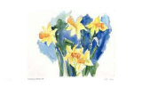 Daffodils