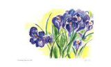 Purple Crocus