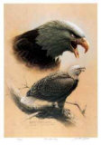 Bald Eagle Study