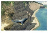 Buy Peregrine at AllPosters.com