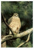 Broad Winged Hawk