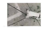 Buy Poodle on Leash with Cement Patterns at AllPosters.com