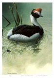 Highland Pool - Hooded Grebe