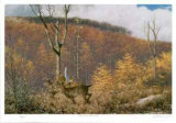 Buy Dear in a Clear Cut at AllPosters.com