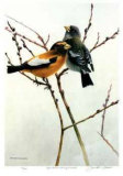 April Willow - Evening Grosbeak