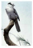 Pine Woods - Gray Jay