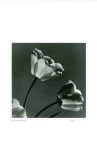 Buy Untitled (2 flowers) at AllPosters.com