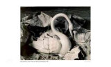Buy Swan in Box with String and Wrapping at AllPosters.com