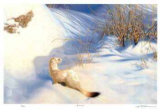 Buy Ermine at AllPosters.com