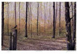 Buy Spring Woodland at AllPosters.com
