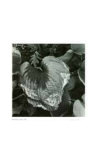 Buy Untitled (dying leaf) at AllPosters.com