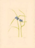 Buy Purple Flowers at AllPosters.com