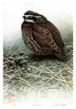 Laneway - Bobwhite