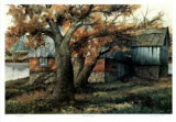 The Old Maple