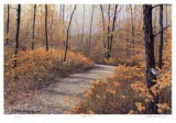 Buy Maple Forest at AllPosters.com