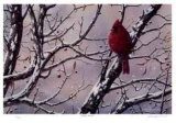 Buy Winter Arrival at AllPosters.com