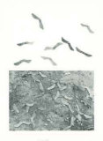 Seeds