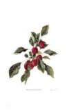 Buy Crabapple Branch at AllPosters.com