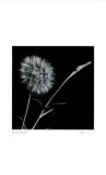 Buy Untitled (dandylion) at AllPosters.com