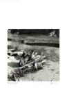 Buy Untitled (sticks on shore) at AllPosters.com