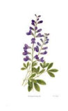 Buy False Indigo at AllPosters.com