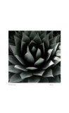 Untitled - Plant