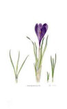 Buy Dutch Crocus at AllPosters.com